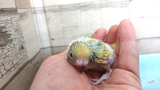 セキセイインコ