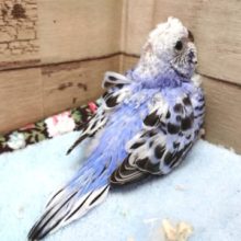 背中の巻き毛、頭の梵天。羽衣セキセイになります♪〜