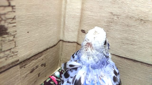 羽衣セキセイインコ