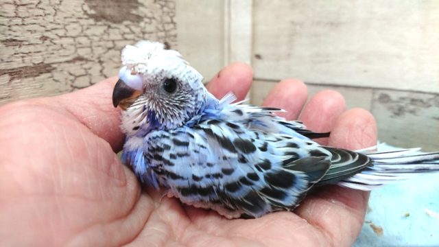 羽衣セキセイインコ