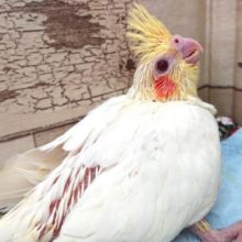 ぱつぱつの体つきですっ　オカメインコ　ルチノー　2021　3月21日