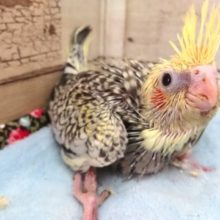 スポットがｷﾚｲです　オカメインコ　パール　2021　3月20日