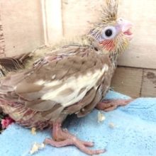 緊張気味です。。オカメインコ　シナモン～～