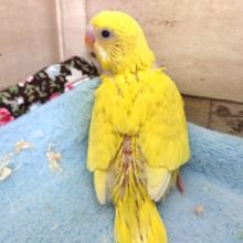 魅惑の黒目インコ～　セキセイインコ　ダブルファクター☆☆