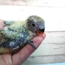 成長とともにーー変わりますーー～　コザクラインコ　オパーリン