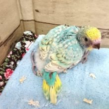 かなりの　『美』！！！セキセイインコ　パイド（スパングル）