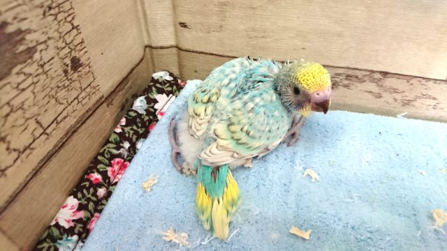 かなりの　『美』！！！セキセイインコ　パイド（スパングル）