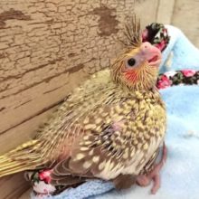 ご飯待ちっ！！オカメインコ 2021 3月