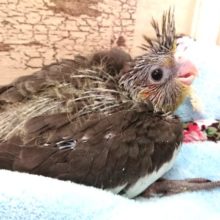 安定の人気もの～オカメインコ　ノーマル　2021　3月25日