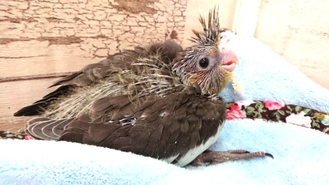 安定の人気もの～オカメインコ　ノーマル　2021　3月25日