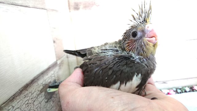 オカメインコ