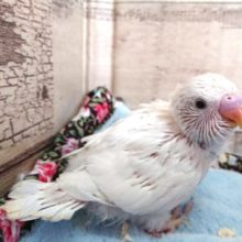 真っ白ばでぃ　セキセイインコ　ダブルファクター　2021　3月25日