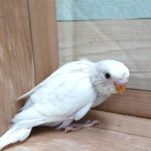 いつもとちょっと違う　ダブルファクター　セキセイインコになります～