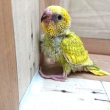 グリーンがステキなスパングル　セキセインコ〜