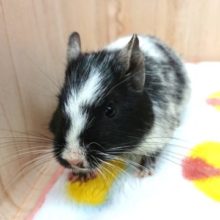 レアです☆☆☆デグー　ブラックパイド！