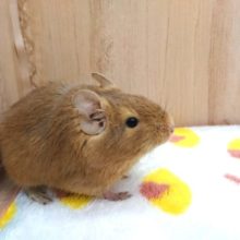 おっとりデグー、女のコ☆　サンドになりますっ！