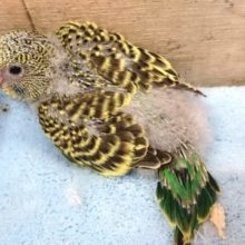 The　ノーマルカラー！といった感じですねっ　セキセイインコ～～