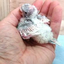 甘え上手かも。。。羽衣セキセイインコ～