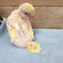 レアカラーです！セキセイインコ　クリームハルクィン