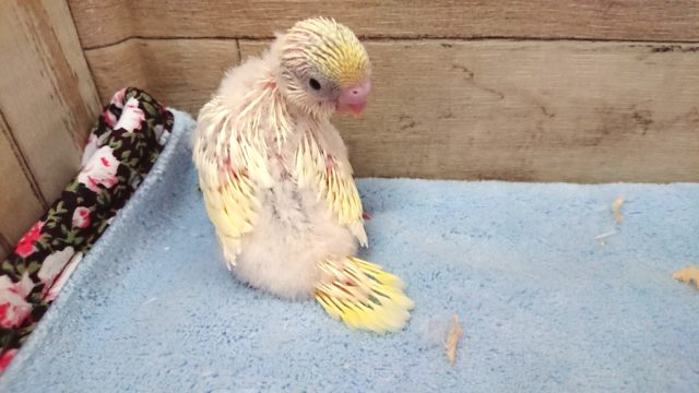 レアカラーです！セキセイインコ　クリームハルクィン