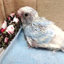 スカッと爽快～セキセイインコ　スパングル