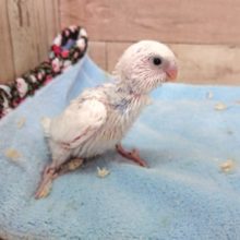 珍しく、ほぼ白いパイド　セキセイインコ～～