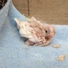 おススメのフィンチ！キンカチョウのヒナです☆　