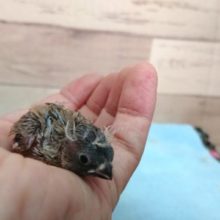 ちっこい。。ちっこい～キンカチョウ☆　きました