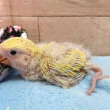 コザクラインコ　カラーはゴールデンです☆　2021　4月1日