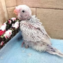 ｷﾚｲなセキセイインコ来ましたっ　ライラック～　2021　4月1日