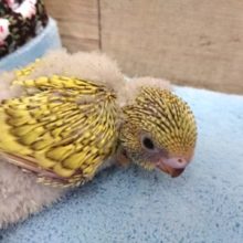 くっきりけいのスパングル　セキセイインコ〜　2021　４月１日
