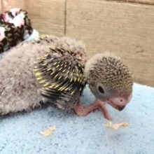 逆に。。レアになりつつあるノーマルカラー　セキセイインコ　2021　4月1日