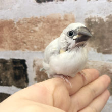 良く食べ良く寝ます★シルバー文鳥ヒナ！