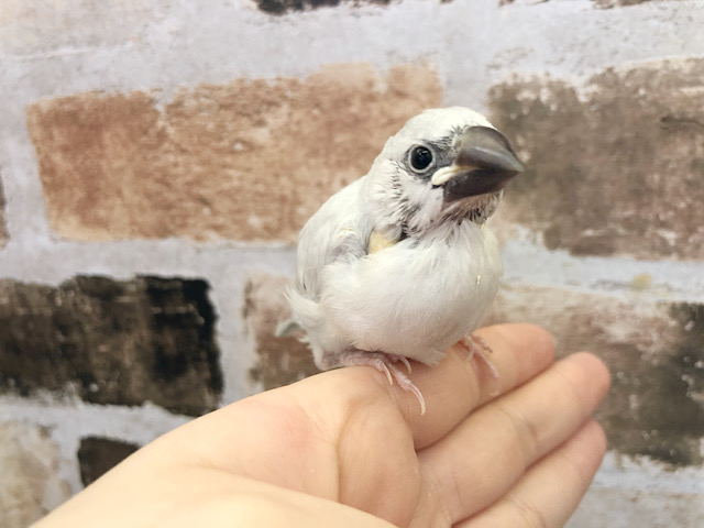 良く食べ良く寝ます シルバー文鳥ヒナ 東京からもほど近い 千葉県 神奈川県 埼玉県で文鳥 ブンチョウ シルバー文鳥 を販売するペットショップ