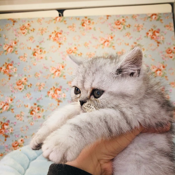 エキゾチック
