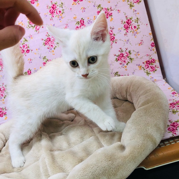 アメリカンショートヘア