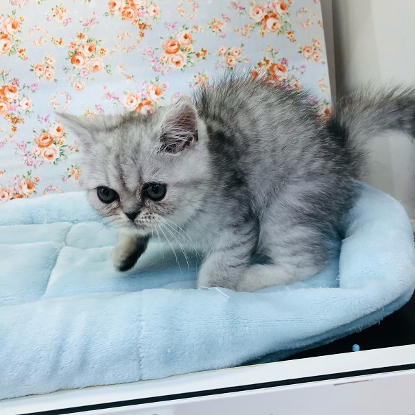 エキゾチック