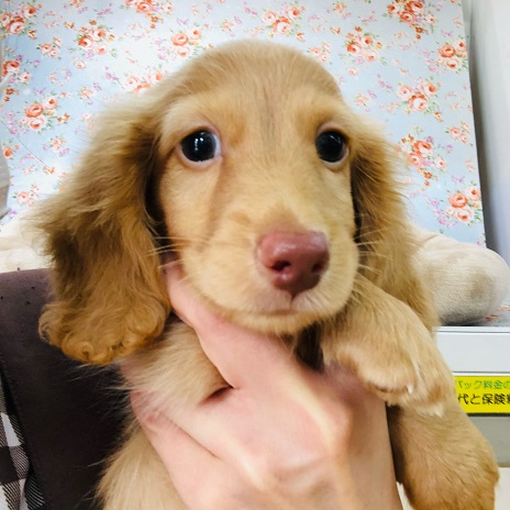 ミニチュアダックス