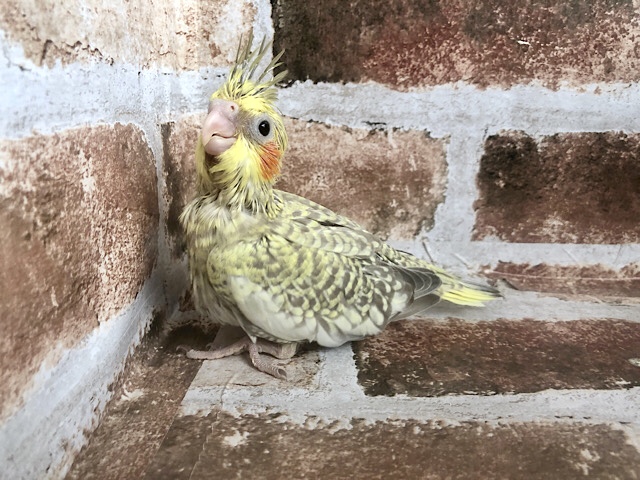 オカメインコ