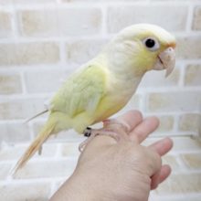 嘴が肌色だよ！ホオミドリウロコインコ☆ムーンチーク　2021年05月04日