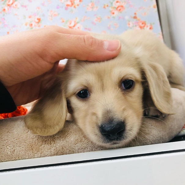 ミニチュアダックス