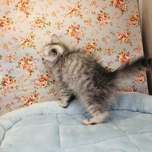 エキゾチック