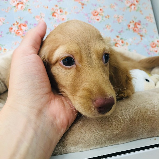 ミニチュアダックス