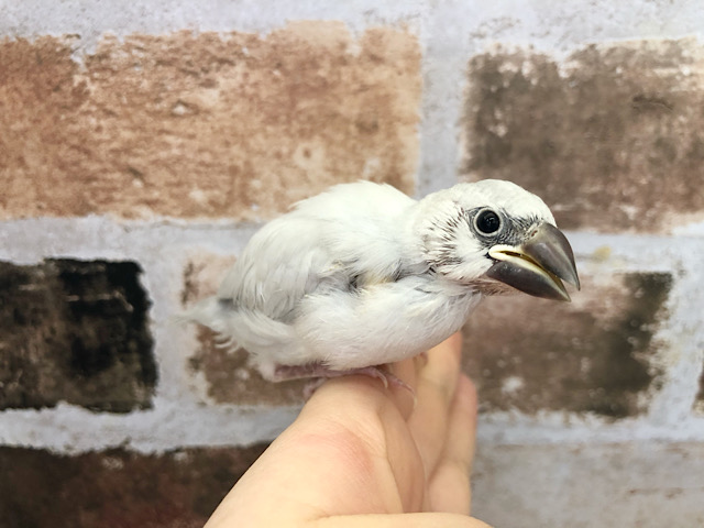 良く食べ良く寝ます シルバー文鳥ヒナ 東京からもほど近い 千葉県 神奈川県 埼玉県で文鳥 ブンチョウ シルバー文鳥 を販売するペットショップ