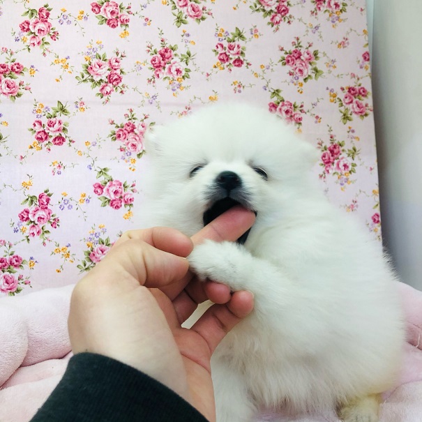 ポメチー（ポメチワ）