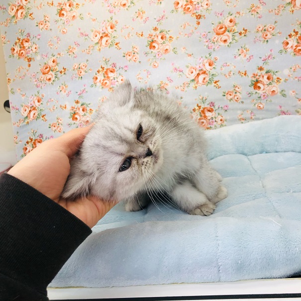 エキゾチック