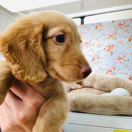 ミニチュアダックス