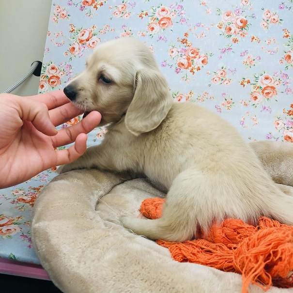 ミニチュアダックス