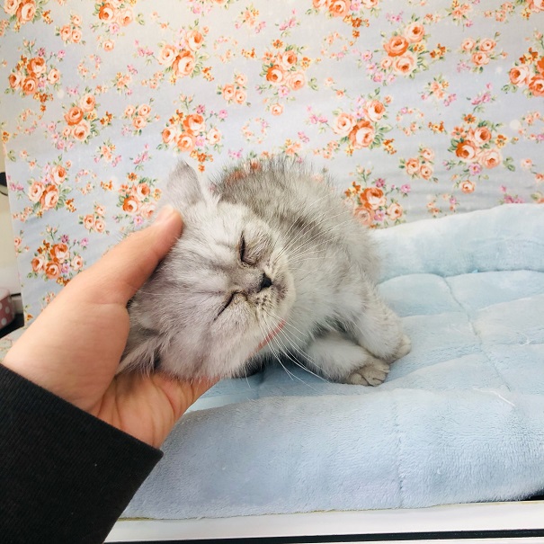 エキゾチック