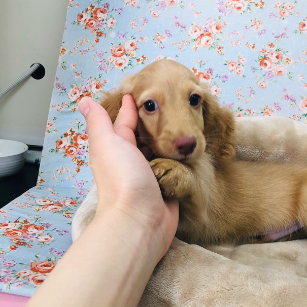 ミニチュアダックス